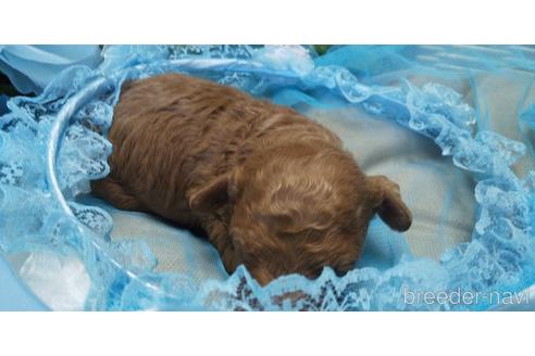 成約済の埼玉県のトイプードル-152370の66枚目