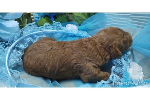 成約済の埼玉県のトイプードル-152370の65枚目