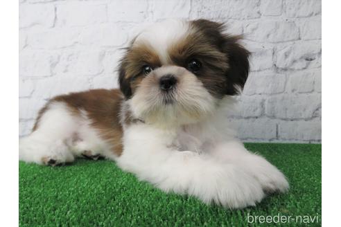 成約済の大阪府のシーズー-148853の1枚目