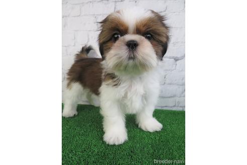 成約済の大阪府のシーズー-148853の5枚目