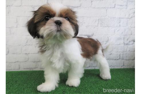 成約済の大阪府のシーズー-148853の4枚目