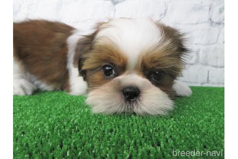 成約済の大阪府のシーズー-148853の3枚目