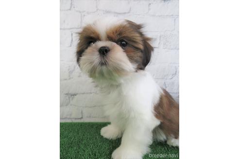 成約済の大阪府のシーズー-148853の2枚目