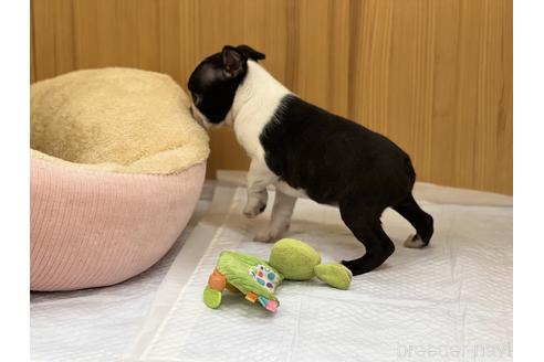 成約済の香川県のボストンテリア-148665の2枚目