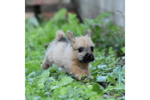 成約済の群馬県のノーリッチテリア-151593の3枚目