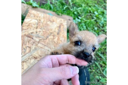 成約済の群馬県のノーリッチテリア-151593の1枚目