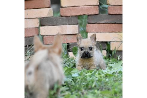 成約済の群馬県のノーリッチテリア-151593の6枚目