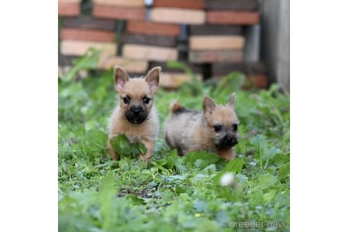 成約済の群馬県のノーリッチテリア-151593の5枚目