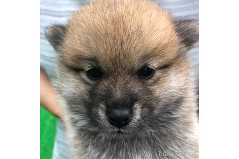 成約済の福島県のミックス犬-152460