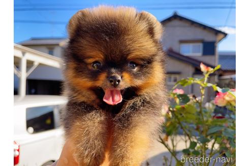 成約済の岐阜県のポメラニアン-147692の10枚目