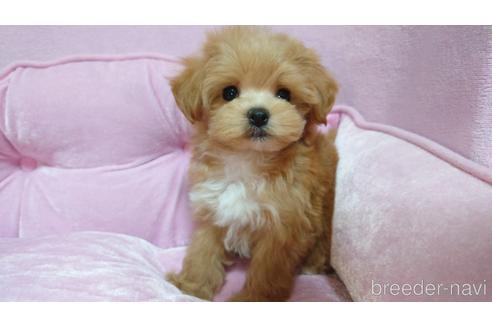 埼玉県のミックス マルプー マルチーズ トイプードル 男の子 21 08 18生まれ アプリコット 子犬id ブリーダーナビ