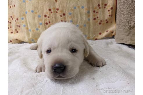 成約済の千葉県のラブラドールレトリーバー-152566の1枚目