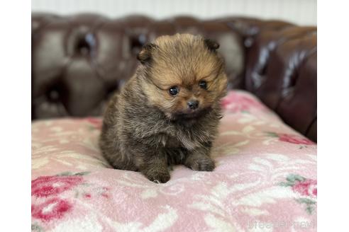 成約済の香川県のポメラニアン-150461の1枚目