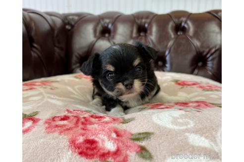 成約済の香川県のチワワ(ロングコート)-152514の1枚目