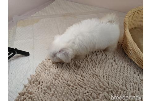 成約済の埼玉県のマルチーズ-148831の4枚目