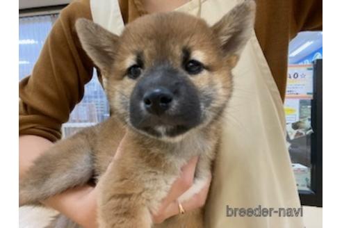 成約済の北海道の柴犬-150928の7枚目