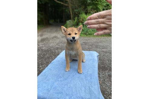 成約済の静岡県の豆柴-152520
