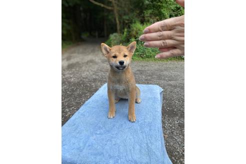 成約済の静岡県の豆柴-152520の1枚目