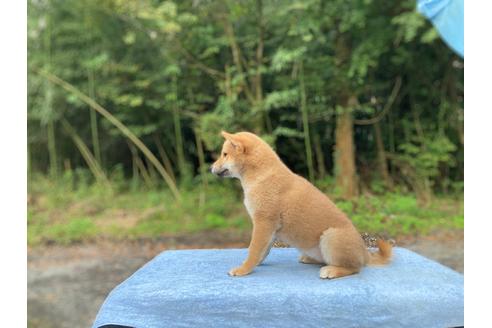 成約済の静岡県の豆柴-152520の6枚目