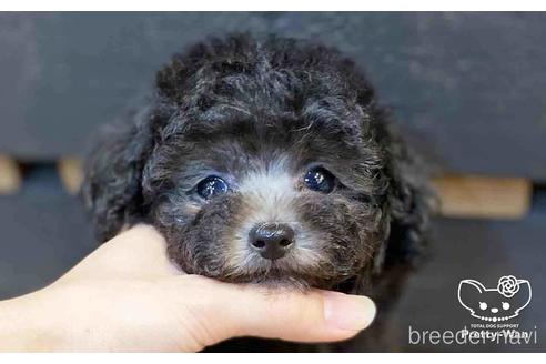 成約済の愛知県のトイプードル-148217の1枚目
