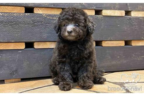 成約済の愛知県のトイプードル-148217の3枚目