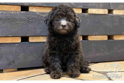 成約済の愛知県のトイプードル-148217の2枚目