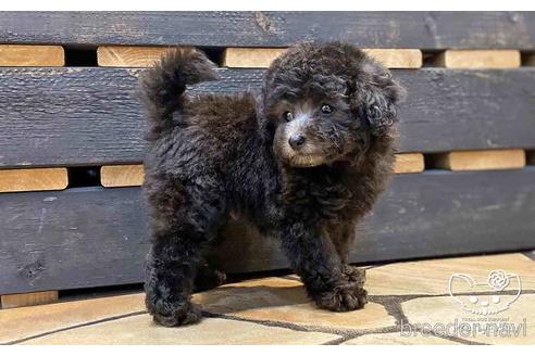 成約済の愛知県のトイプードル-148217の5枚目