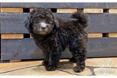 成約済の愛知県のトイプードル-148217の4枚目