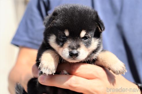 成約済の埼玉県の豆柴-152561の1枚目