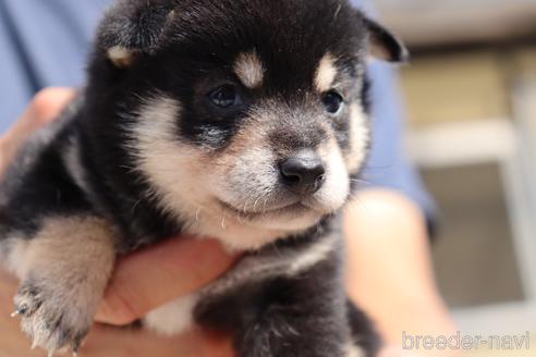 成約済の埼玉県の豆柴-152561の4枚目