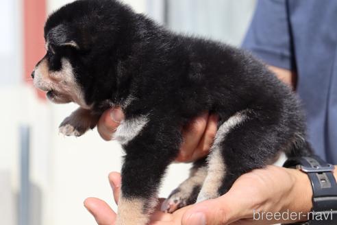 成約済の埼玉県の豆柴-152561の3枚目