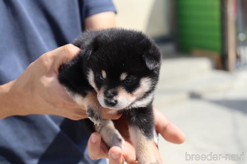 成約済の埼玉県の豆柴-152561の2枚目