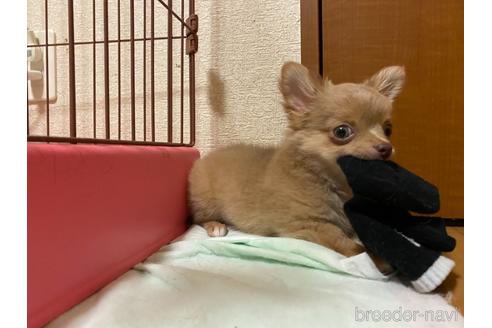 成約済の神奈川県のチワワ(ロングコート)-146400の26枚目