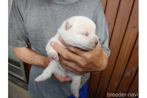 成約済の岡山県の柴犬-151851の1枚目