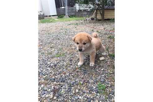 成約済の岡山県の柴犬-150037の1枚目