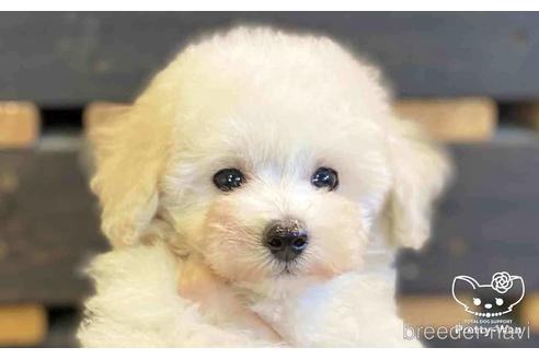 成約済の愛知県のタイニープードル-152615の2枚目