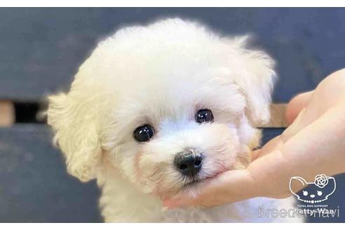 成約済の愛知県のタイニープードル-152615の1枚目