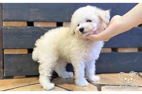 成約済の愛知県のタイニープードル-152615の3枚目