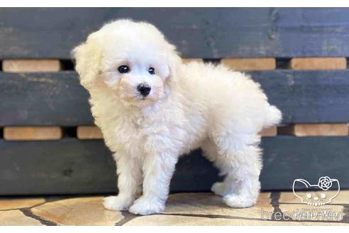 成約済の愛知県のタイニープードル-152615の4枚目