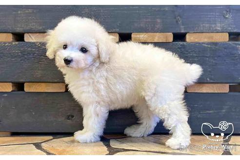 成約済の愛知県のタイニープードル-152615の5枚目