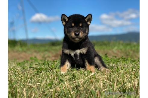 成約済の長野県の柴犬-152635の1枚目