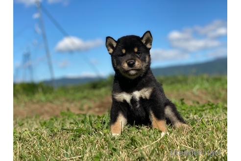 成約済の長野県の柴犬-152635の5枚目