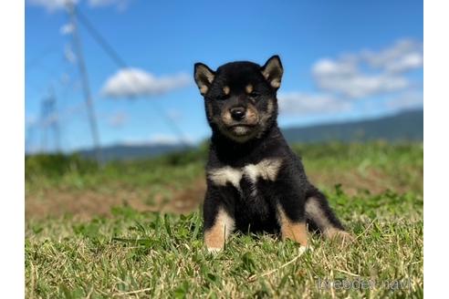 成約済の長野県の柴犬-152635の3枚目