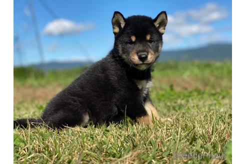 成約済の長野県の柴犬-152635の2枚目