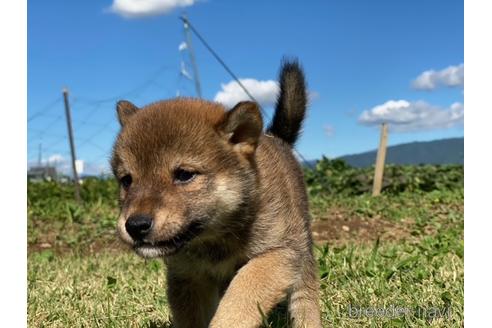 成約済の長野県の柴犬-152636の5枚目