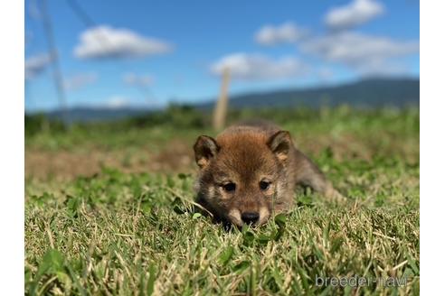 成約済の長野県の柴犬-152636の4枚目