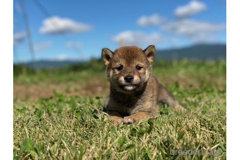 成約済の長野県の柴犬-152636の3枚目