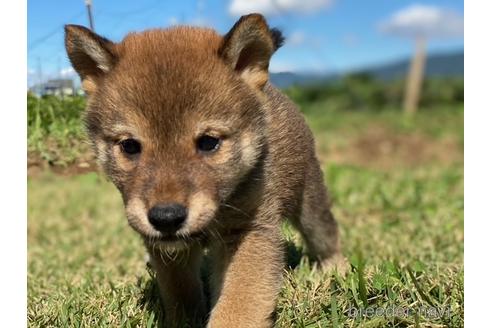 成約済の長野県の柴犬-152636の2枚目