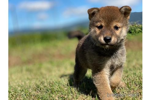 成約済の長野県の柴犬-152637の1枚目