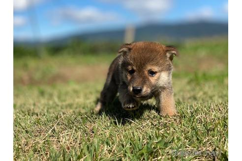 成約済の長野県の柴犬-152637の5枚目